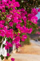Bougainville