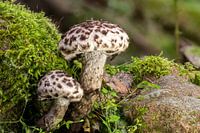 Common knobhead mushroom