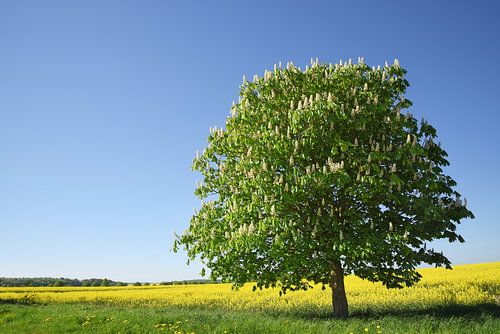 Blühende Kastanie auf einem gelben Rapsfeld vor dem klaren blauen Himmel, schöne Landschaft mit Kopi