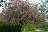 Kirschblüte im Pfingstrosenpark in Groningen von FotoGraaG Hanneke Miniaturansicht