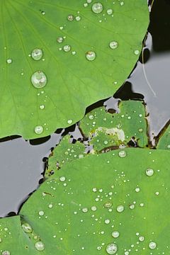 Groene lotus bladeren met druppels in een vijver water van Tony Vingerhoets
