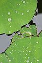 Grüne Lotosblätter mit Tropfen in einem Wasserteich von Tony Vingerhoets Miniaturansicht