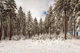 Botrange by Rob Boon