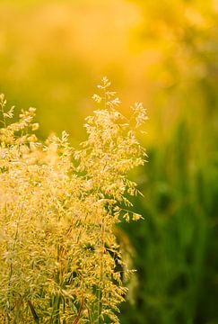 Goldener Hafer im goldenen Licht. von René Jonkhout