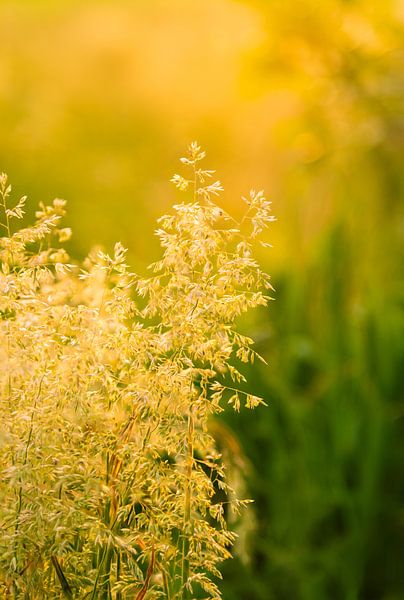 Golden oats in the golden light. by René Jonkhout