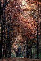 Red Beech in spring