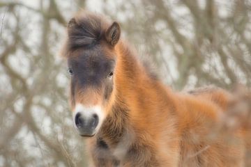 Een lief bruin veulen