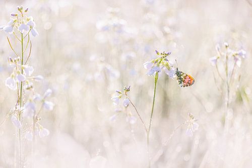 Butterfly on cuckoo flower in pastel shades by Judith Borremans Natuurfotografie