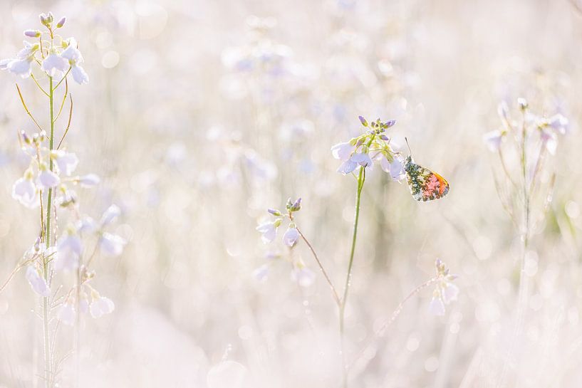 Butterfly on cuckoo flower in pastel shades by Judith Borremans Natuurfotografie