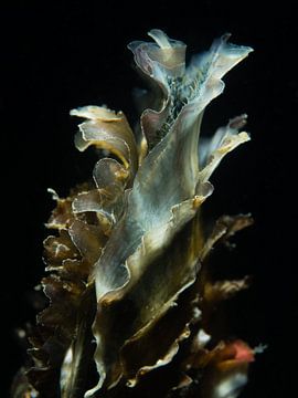 Japanse oester in de Oosterschelde, abstract van René Weterings