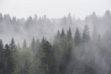 Bergen met naaldbomen in de mist van Bianca de Haan