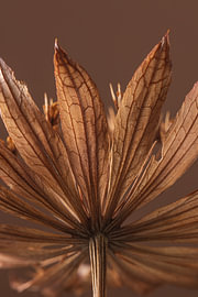 Botanical: Warm colours from nature – Dried flower with a beautiful veined texture by Marjolijn van den Berg