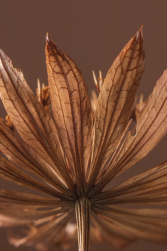 Botanisch: Warme Farben aus der Natur – Trockenblume mit wunderschöner Aderstruktur von Marjolijn van den Berg
