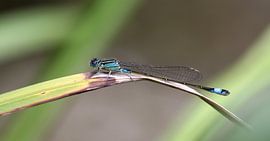 Waterjuffer sur Hannie van der Vliet
