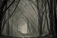Misty Speulder forest with sunbeams  by Jovas Fotografie thumbnail