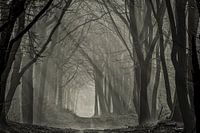 Misty Speulder forest with sunbeams 