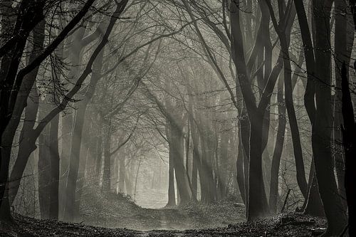 Forêt brumeuse de Speulder avec des rayons de soleil 