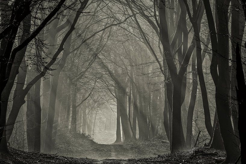 Misty Speulder forest with sunbeams  by Jovas Fotografie