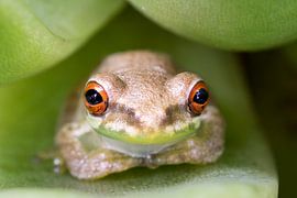 Kleine boomkikker tussen bladeren van een vetplant van Tim Emmerzaal