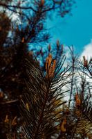 Automne aux Pays-Bas