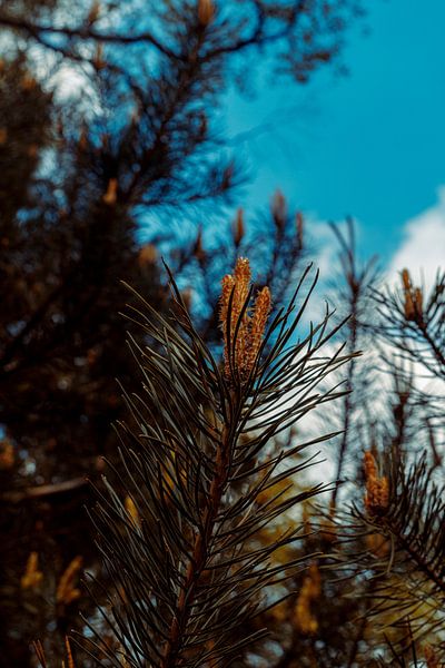 Automne aux Pays-Bas par bianca post
