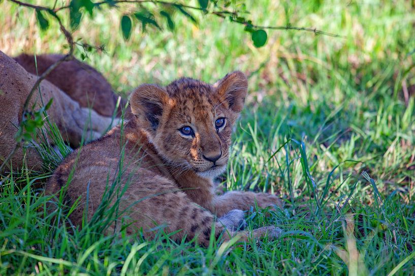 Lionceau par Peter Michel