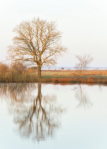Spiegeling Dwingelderveld Drenthe (Nederland)