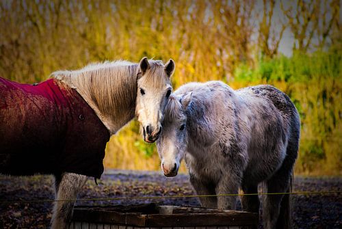 Paarden in het winterzonnetje