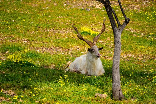 Girgentana goat von Stefan Havadi-Nagy