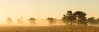 Brume matinale sur la lande à l'heure dorée | Utrechtse Heuvelrug par Sjaak den Breeje Aperçu