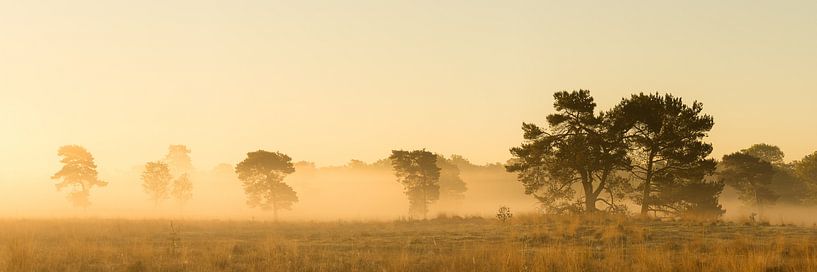 Brume matinale sur la lande à l'heure dorée | Utrechtse Heuvelrug par Sjaak den Breeje
