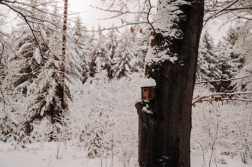 Vogelhäuschen im winterlichen Wald