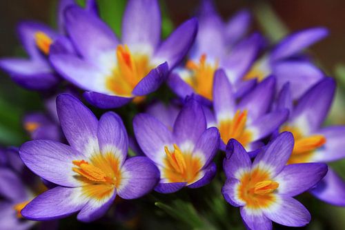 Multicolour crocuses