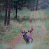 Damhirsche auf der Veluwe von Tom Zwerver