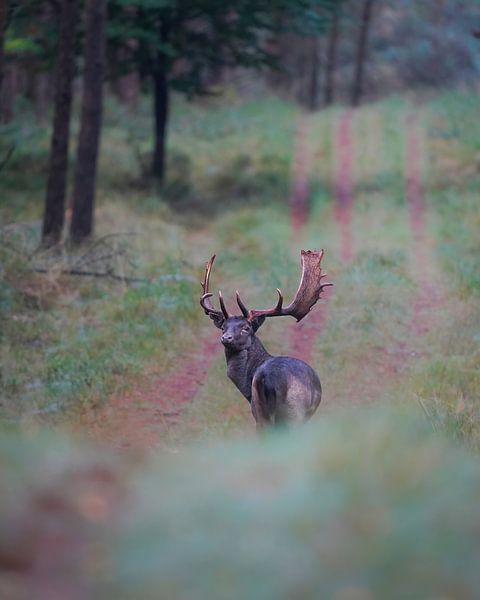 Damhirsche auf der Veluwe von Tom Zwerver