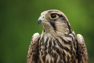 L'œil du faucon sur Richard van Oudheusden