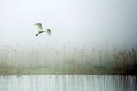 Zilverreiger