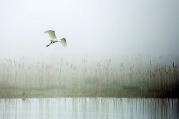 Egret
