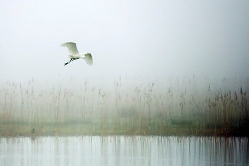 Zilverreiger