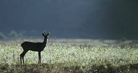 Rehwild im Blumenfeld von Benno van Triest