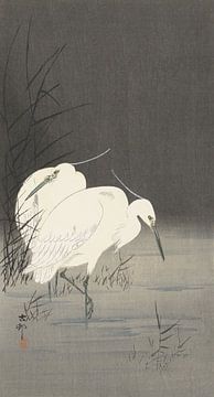 Twee zilverreigers in het riet van Ohara Koson