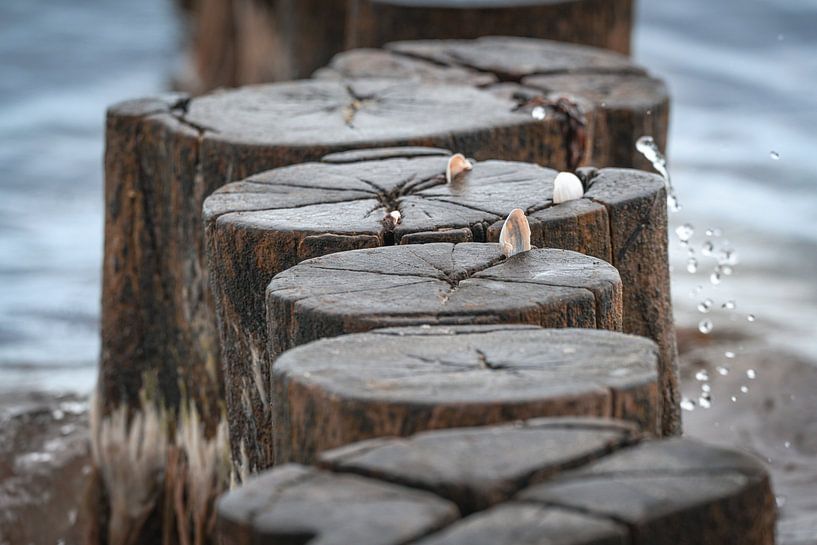 Fischland Zingst Darß, Mecklembourg-Poméranie occidentale par Thilo Wagner