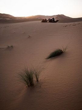 Ships of the desert by Niek Wittenberg