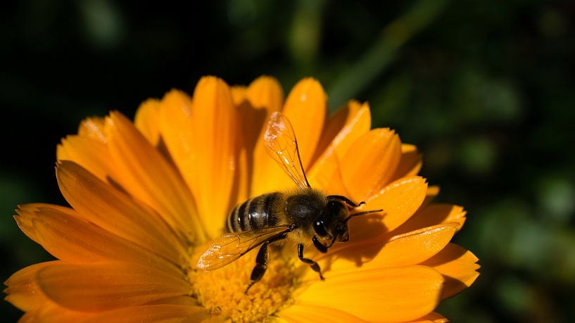 Bee on a flower collecting nectar by Martin Köbsch
