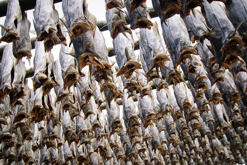 Stockfish by Jeroen van Gent