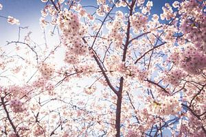 Sakura, Japanese Cherry Blossom by WvH