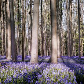 Ein Spiel von Licht und Schatten II - Hallerbos 2025 von Daan Duvillier | Dsquared Photography
