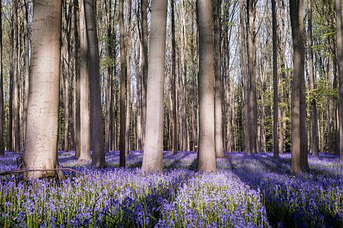 Hasenglöckchen Wald - Licht- und Schattenspiel von Daan Duvillier | Dsquared Photography