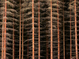 Sparringpartner 2 (Tannenstämme)