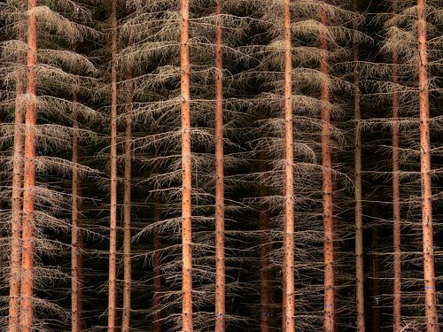 Sparring Partners 2 (Stammen van sparren)